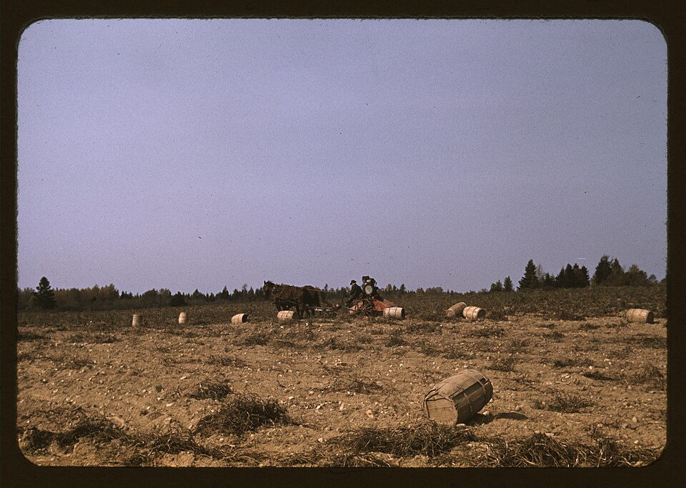 Horse-drawn potato digger
