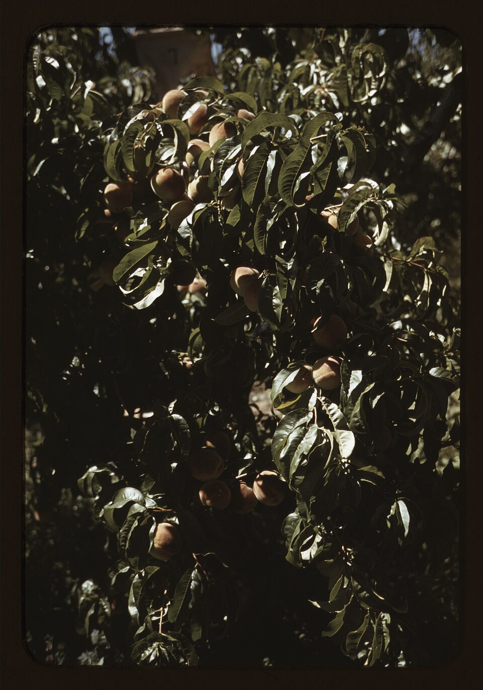 A branch of peaches