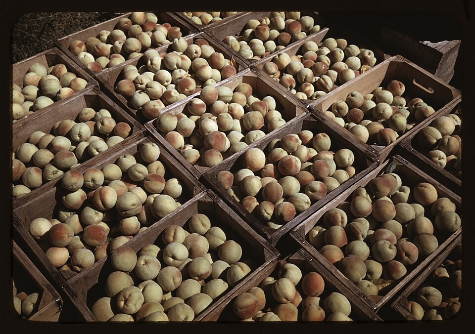 Crates of peaches in the orchard
