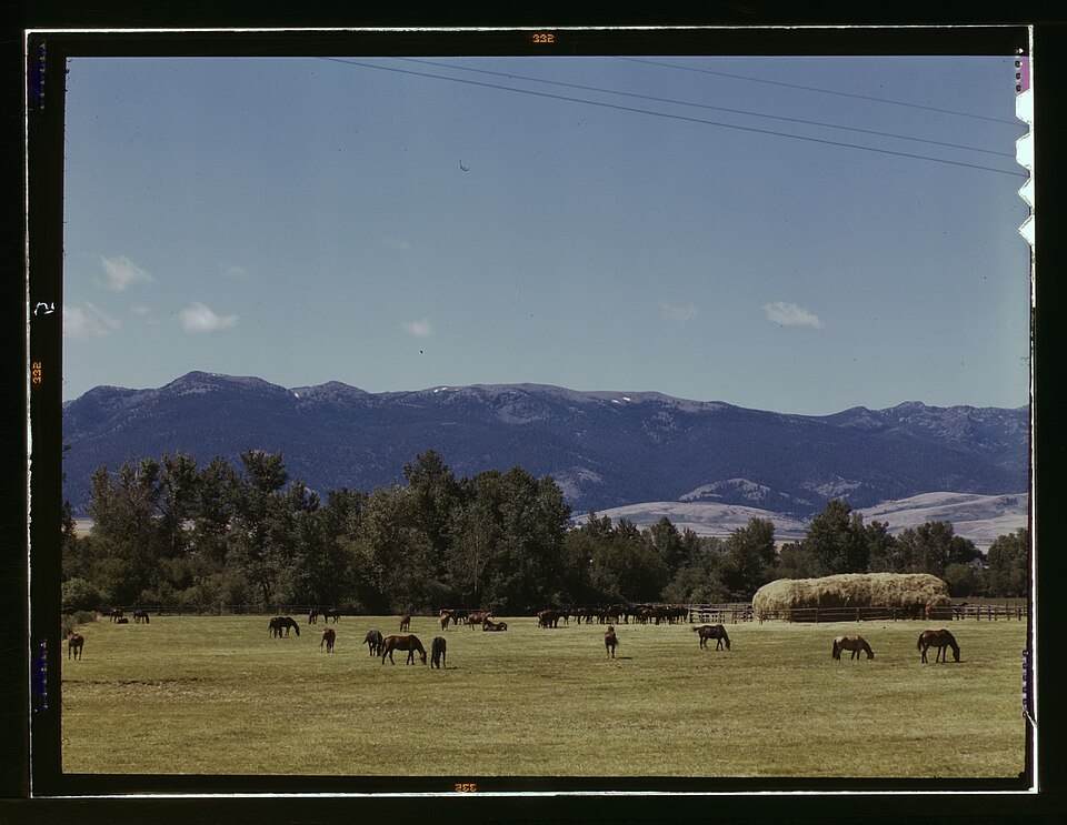 Horse breeding ranch