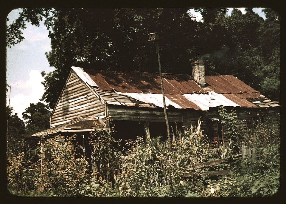 Old house hidden by sunflowers
